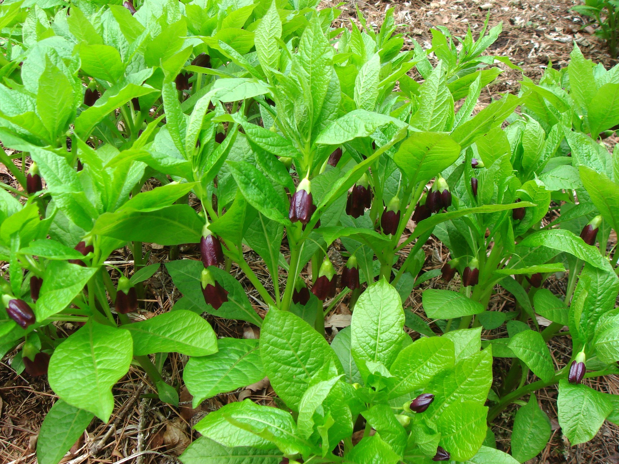 Scopolia japonica Alchetron, The Free Social Encyclopedia